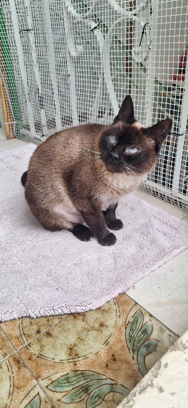 Blue siamesina super dolce Foto 2